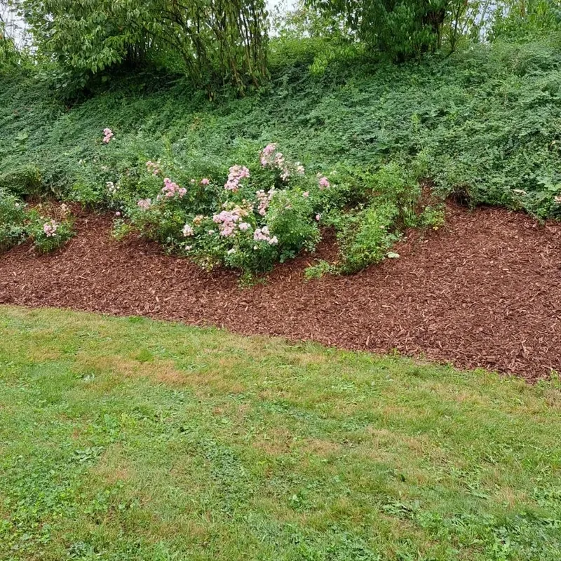 Frisch gemulchtes Rosenbeet am Hang neben einer Rasenfläche